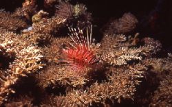 Lion fish at night, Fathers Reefs, off Star Dancer - PNG by Jerry Hamberg 
